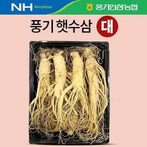 풍기 햇수삼 대(大) 750g(7~8뿌리)